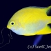 damsel_golden_ust_h_0096_pal0409.jpg